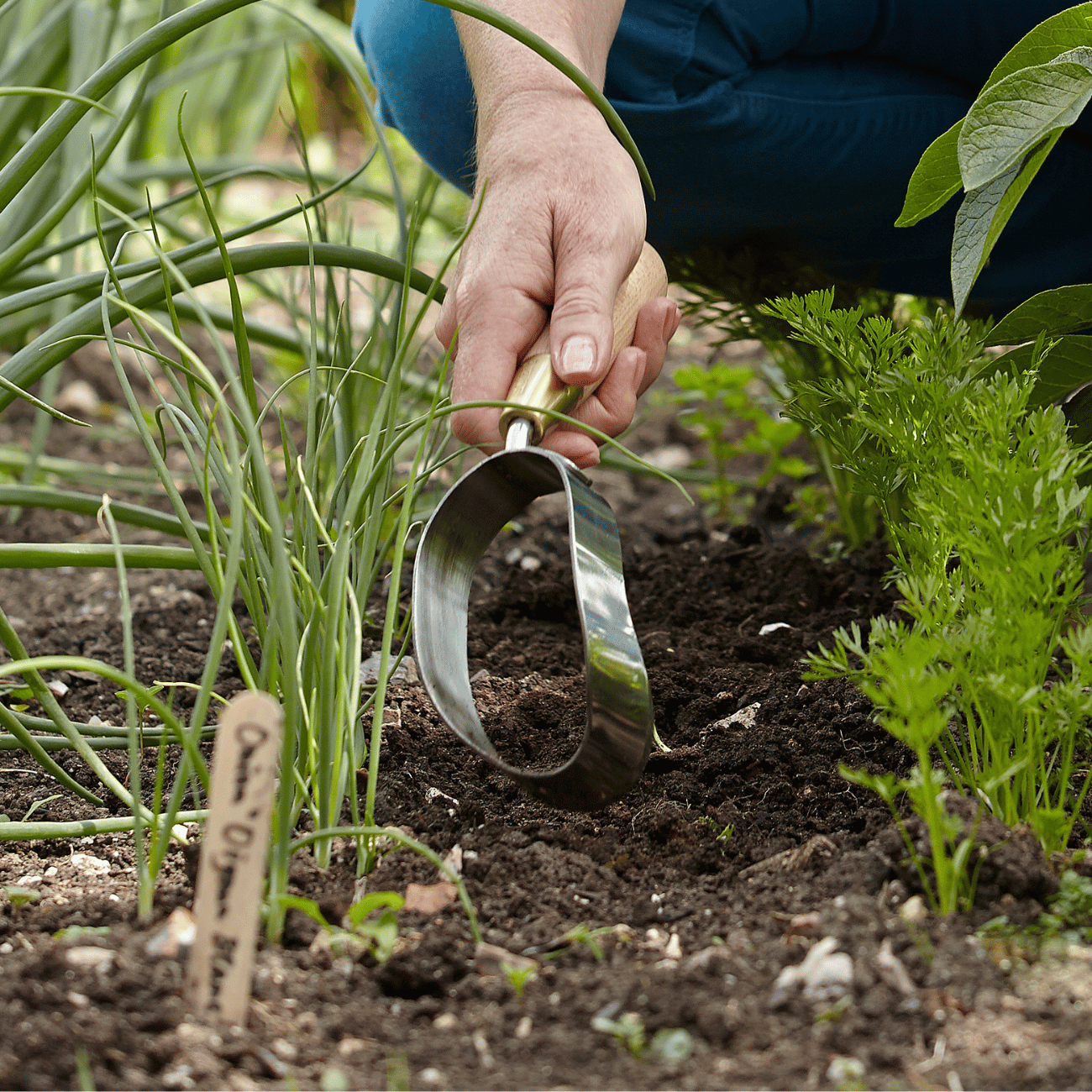 Using Sophie Conran Ergonomic Hoe in the Garden