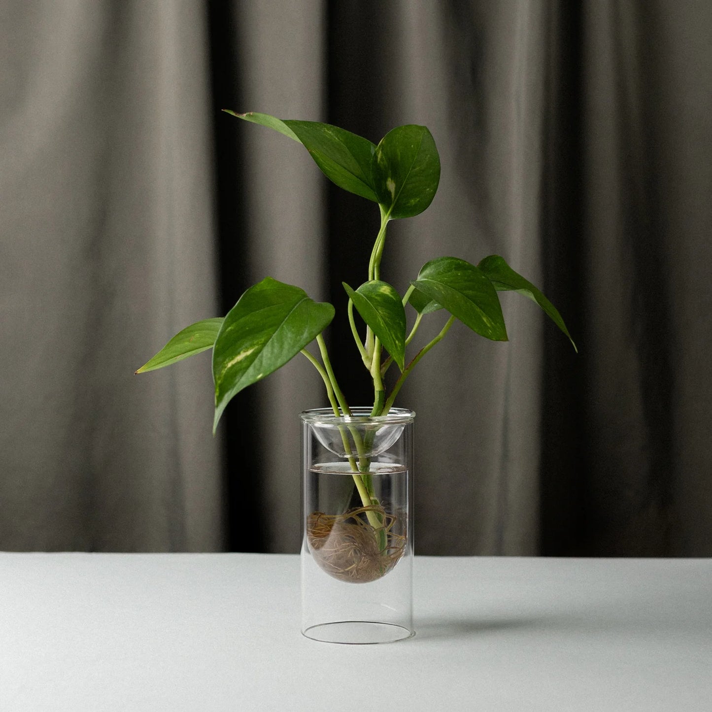 Studio Millgram Glass Propagation Vase