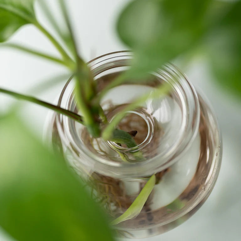Studio Milligram Bulb Cutting Vase
