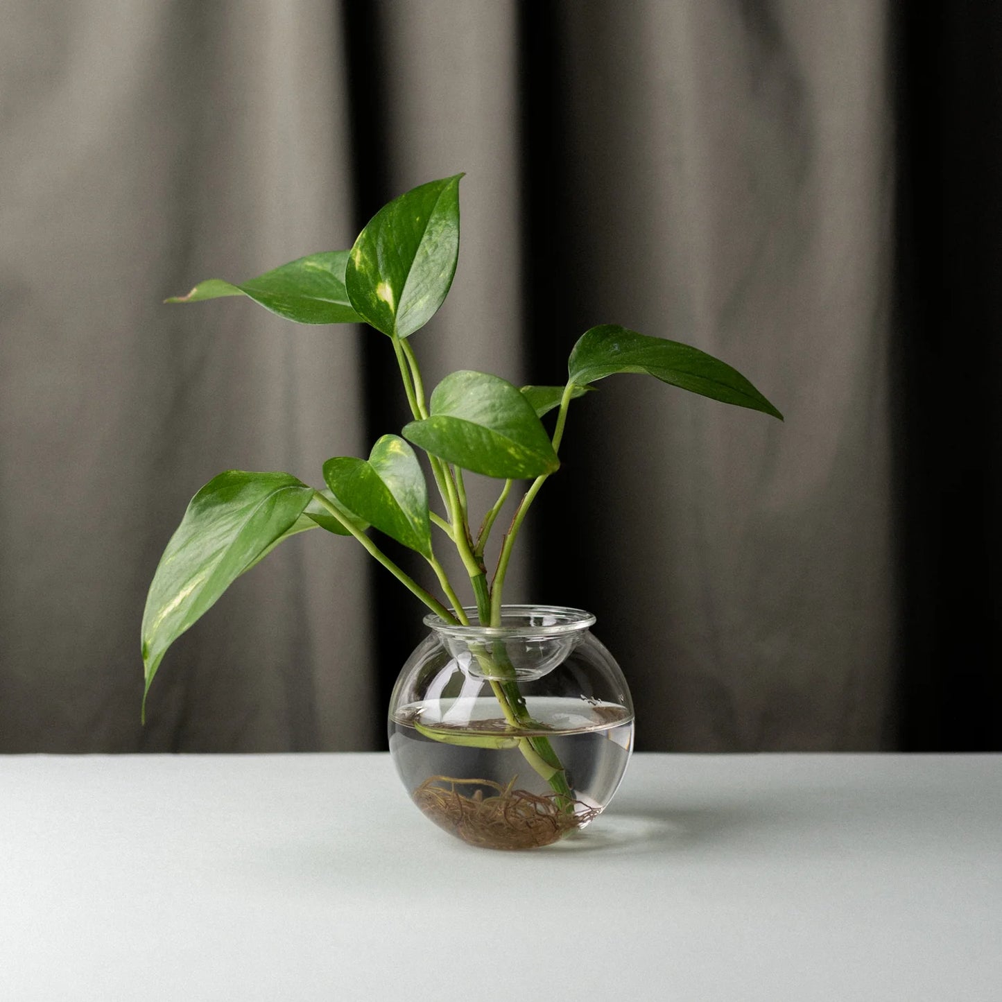 Propgation Bulb with Plant Cutting