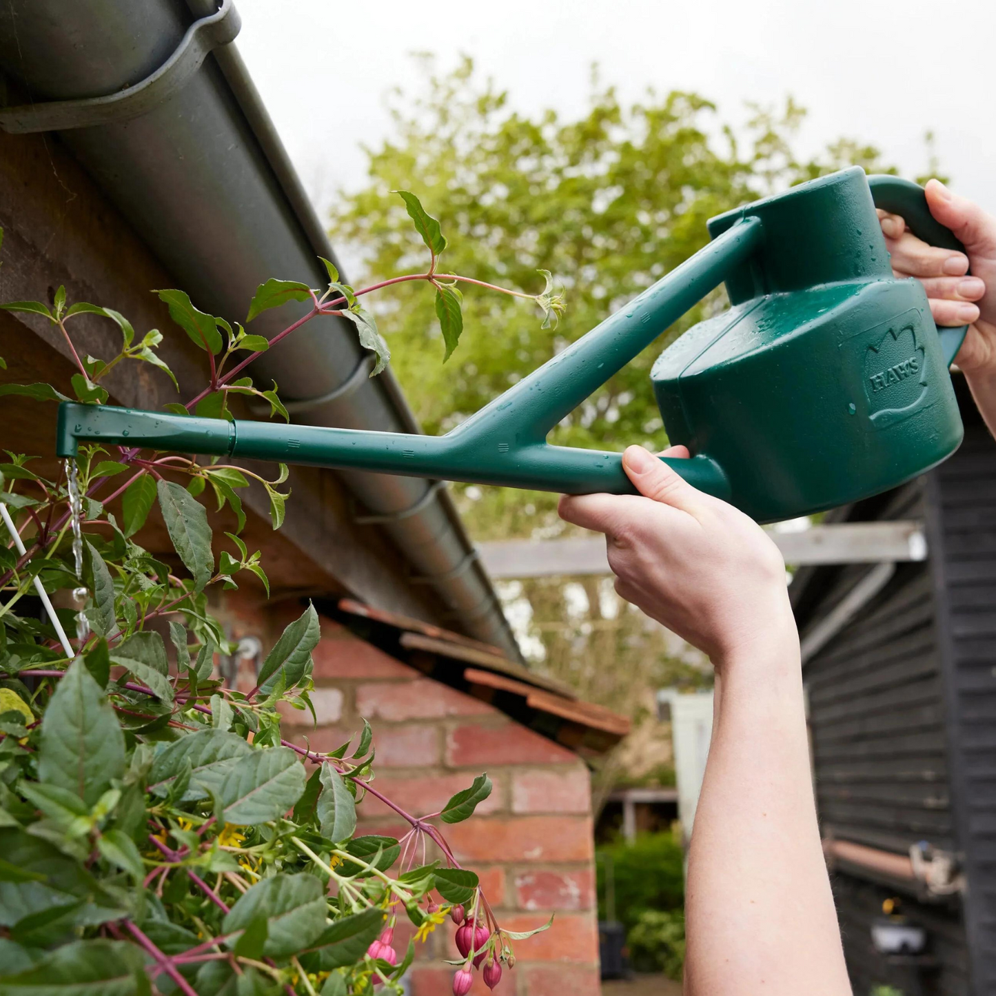 Watering Hanging Baskets with Haws Sutton Splash Watering Can Downspout Attachment