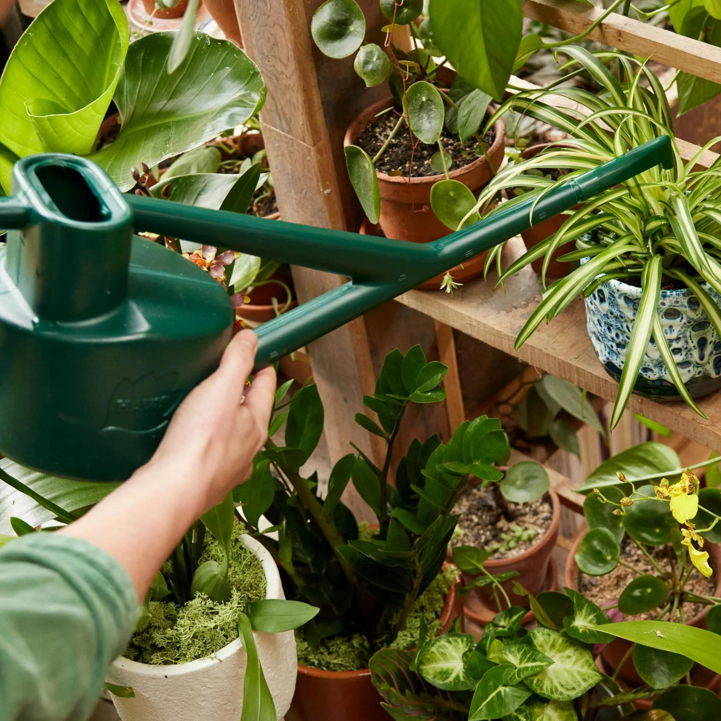Watering Plants in Greenhouse with Haws Sutton Splash