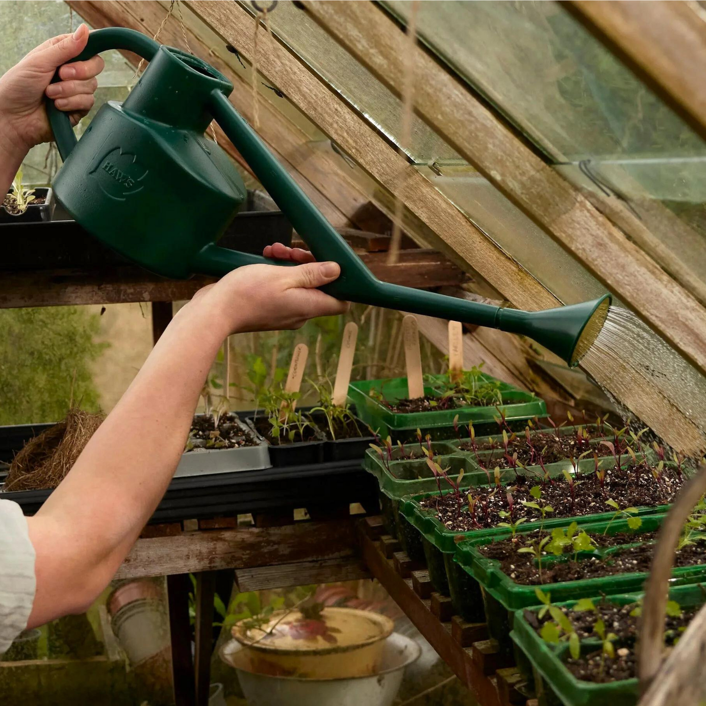 Watering Seedlings with Haws Sutton Splash Watering Can