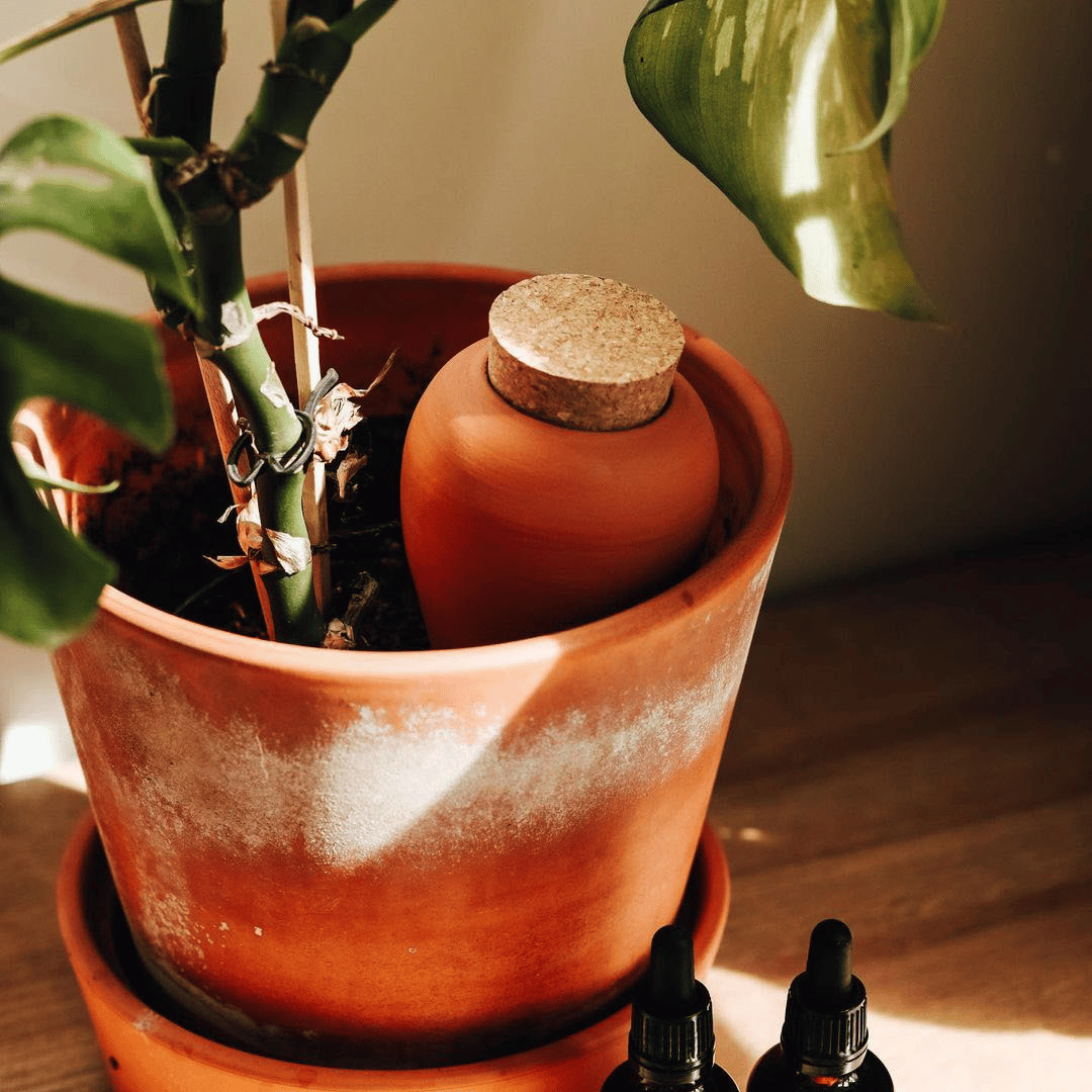 Terracotta Olla Watering Spike in Plant Pot