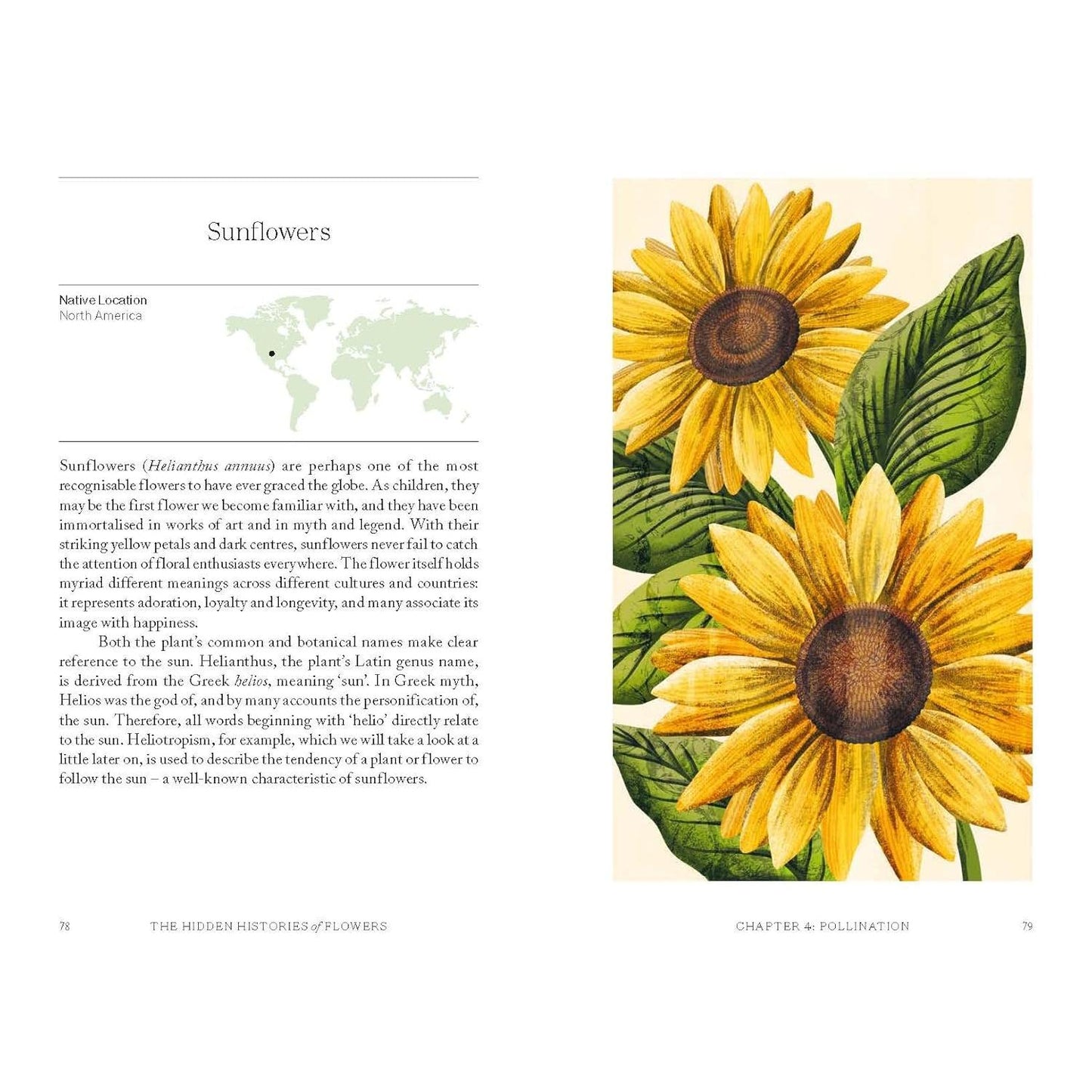 The Hidden Histories of Flowers - Sunflowers