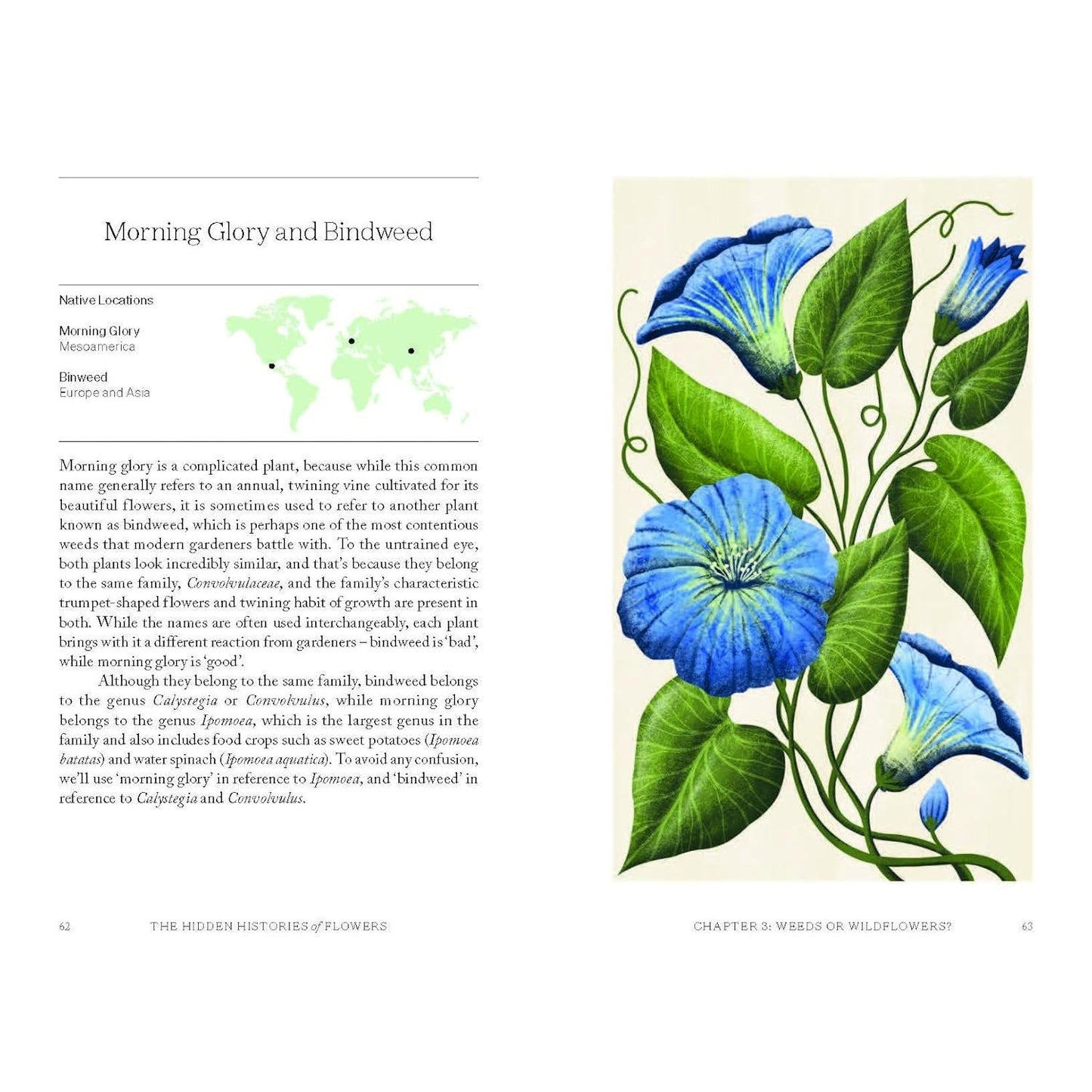 The Hidden Histories of Flowers - Morning Glory and Bindweed
