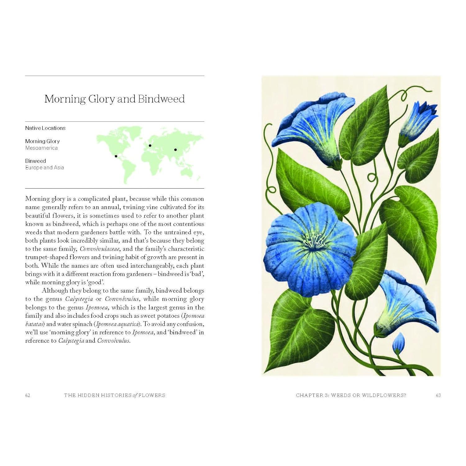 The Hidden Histories of Flowers - Morning Glory and Bindweed
