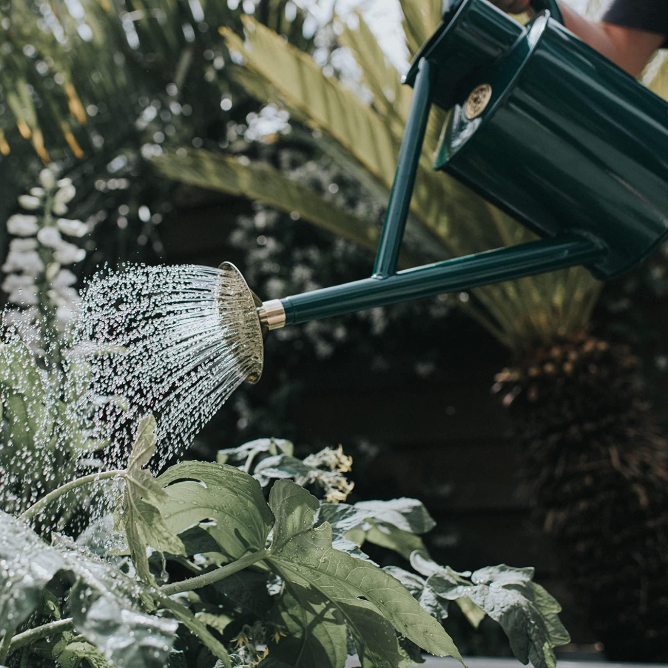 Watering with Haws Bearwood Brook Watering Can
