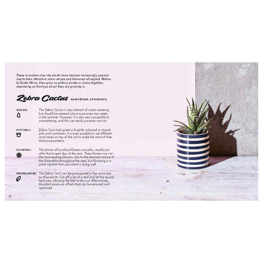 Little Book of Cacti