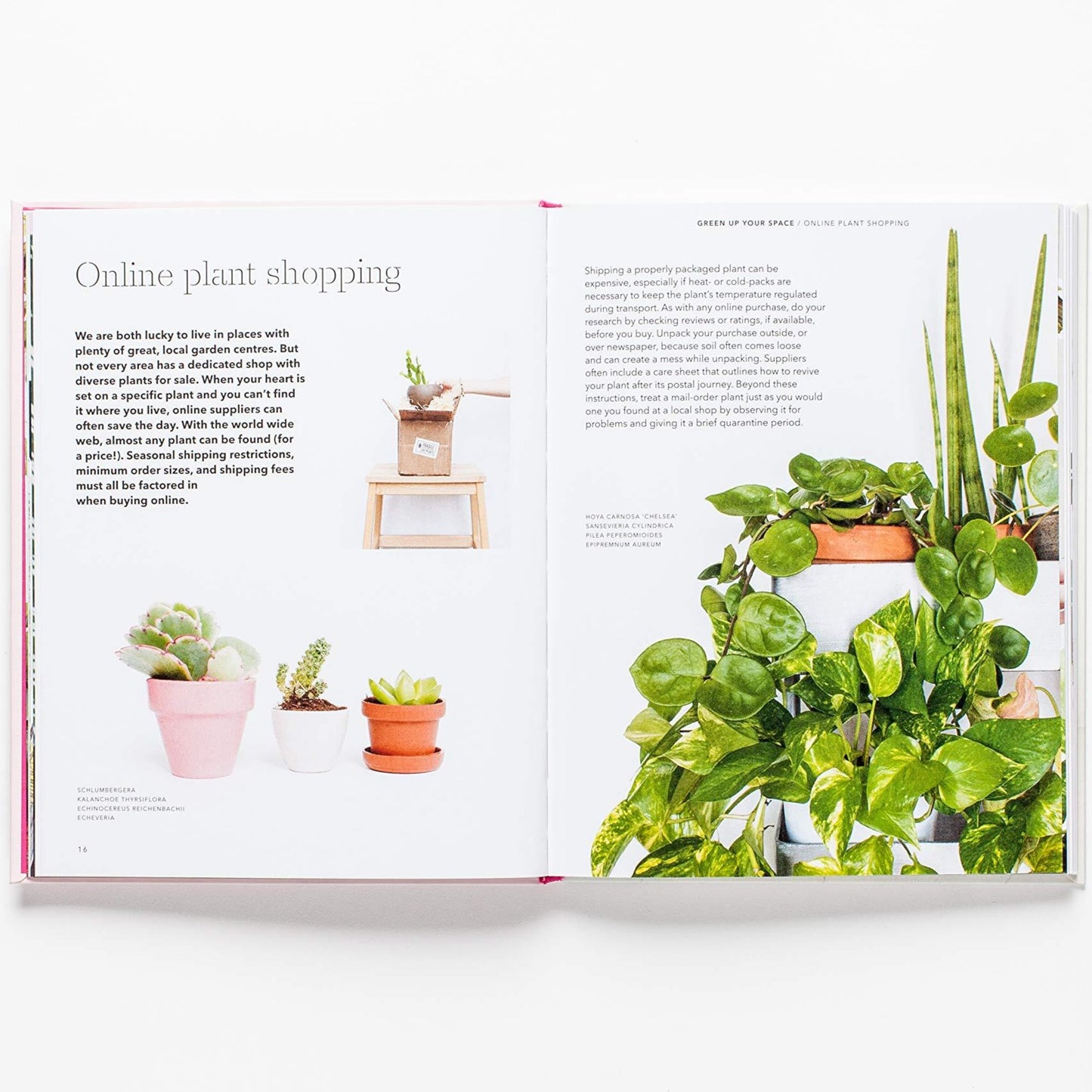 When your heart is set on a specific plant and you can't find it where you live, online suppliers can often save the day.
