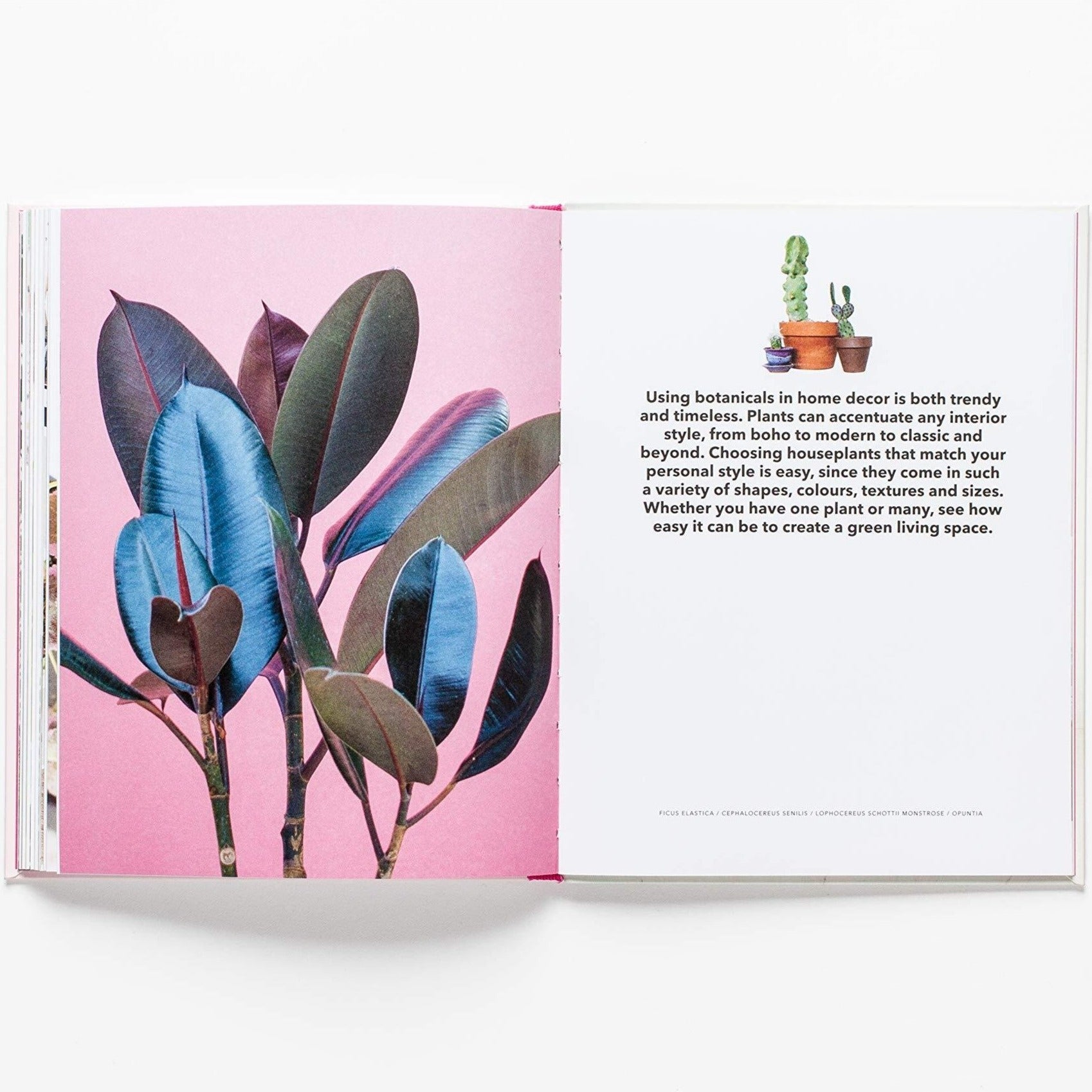 Using botanicals in home decor is both trendy and timeless.