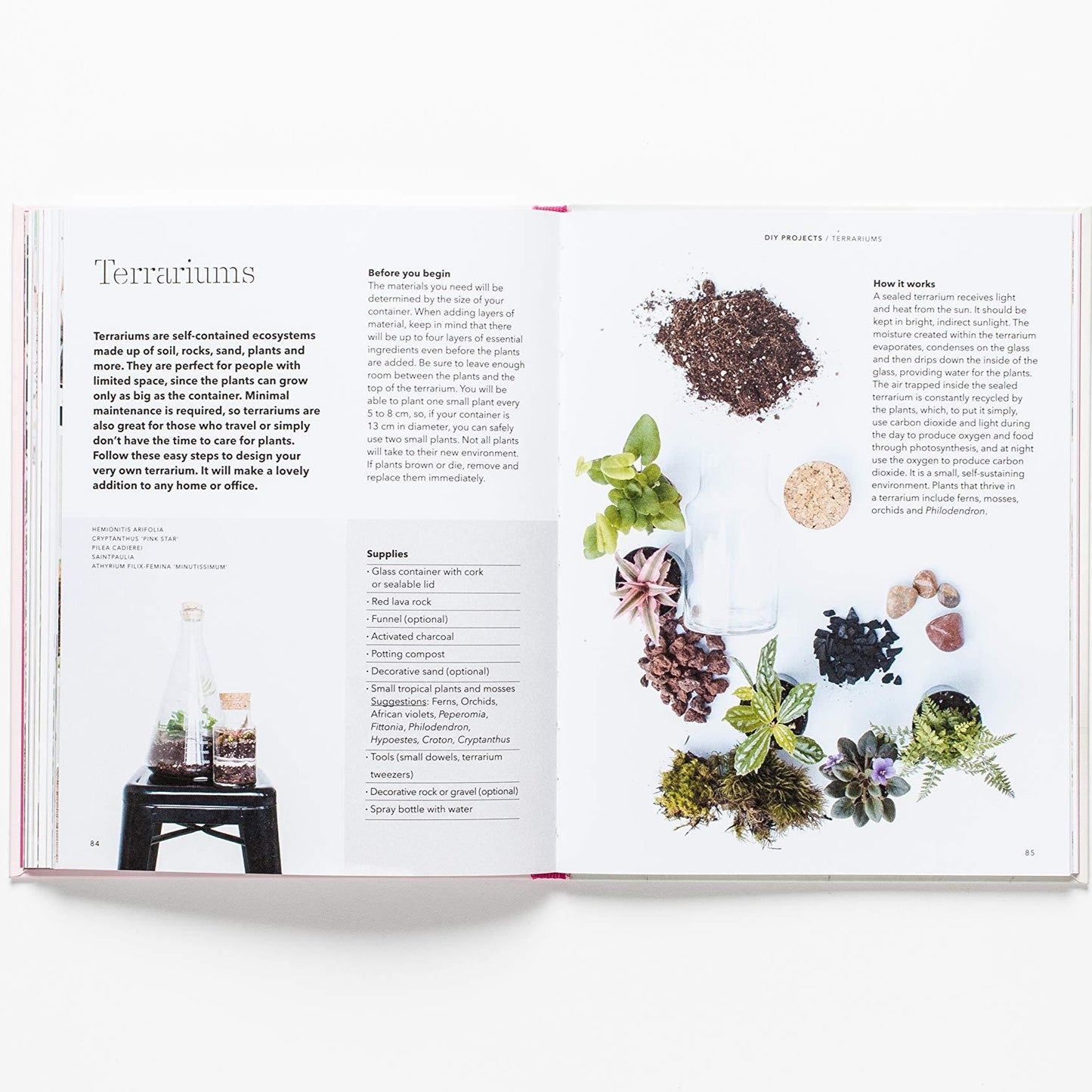 Terrariums are self-contained ecosystems made up of soil, rocks, sand, plants and more.