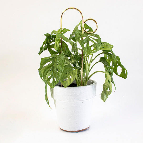 Botanopia 'Bump' Plant Stake, Gold with Plant in Pot