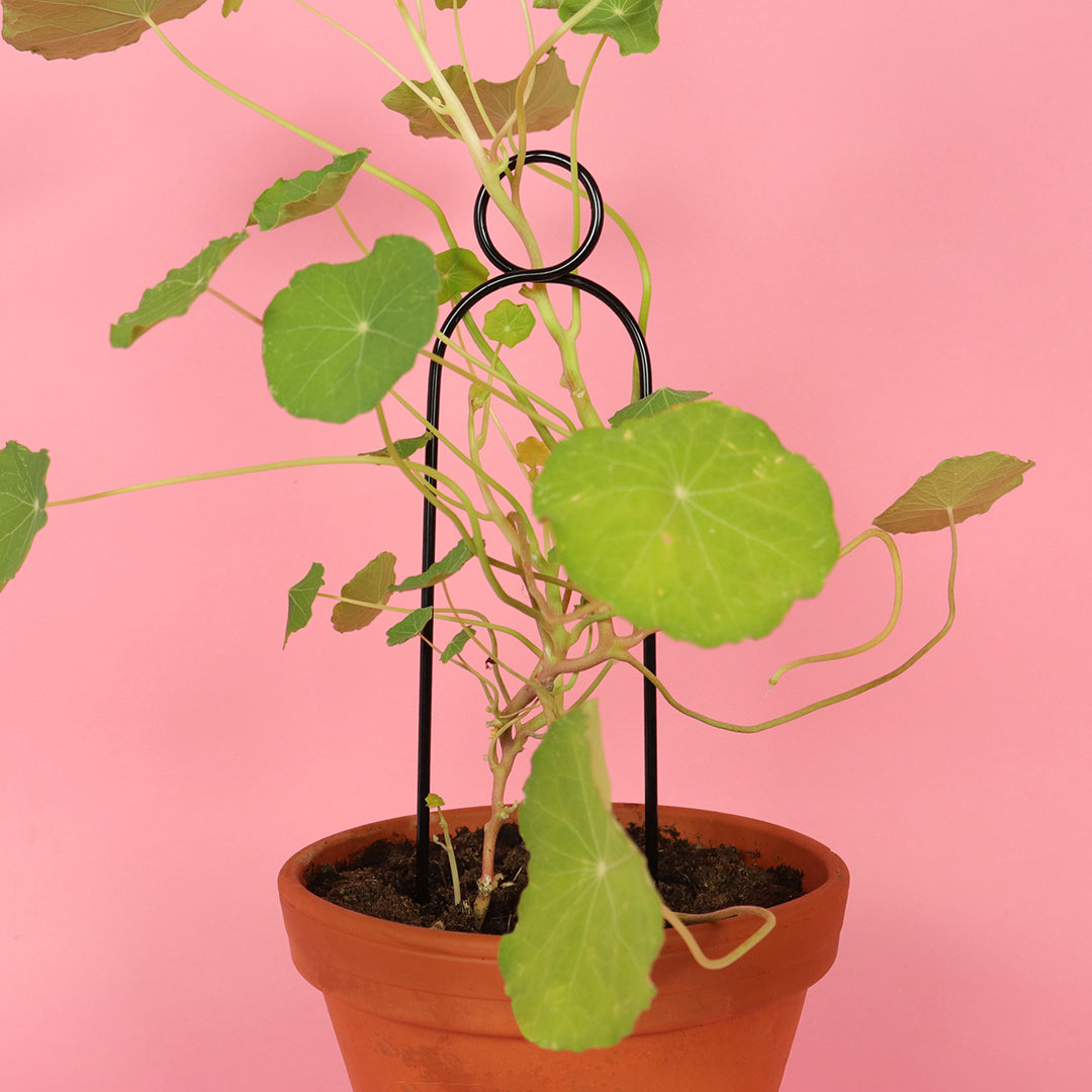 Botanopia 'Pompom' Plant Stake, Black Close Up