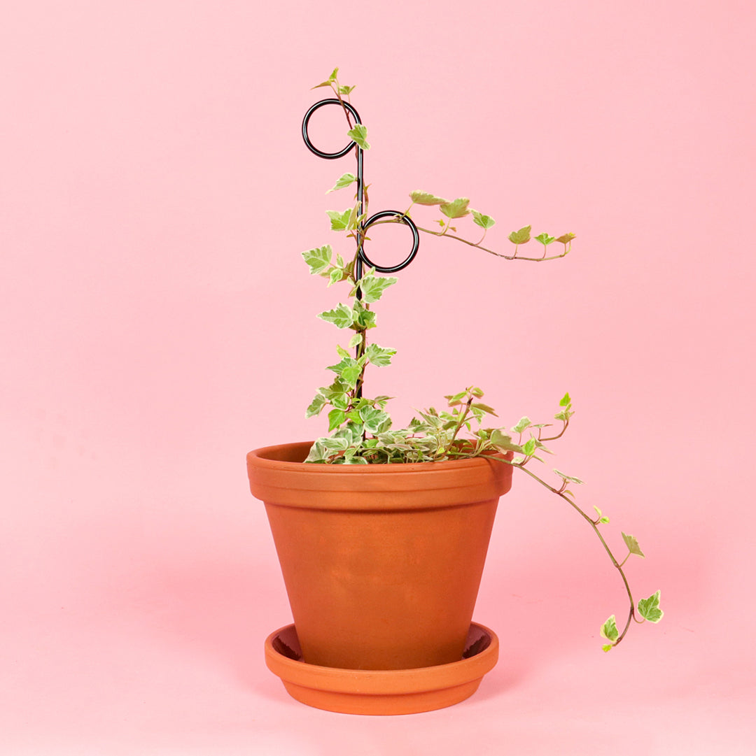 Botanopia Perch Mini Plant Stake, Black in Pot
