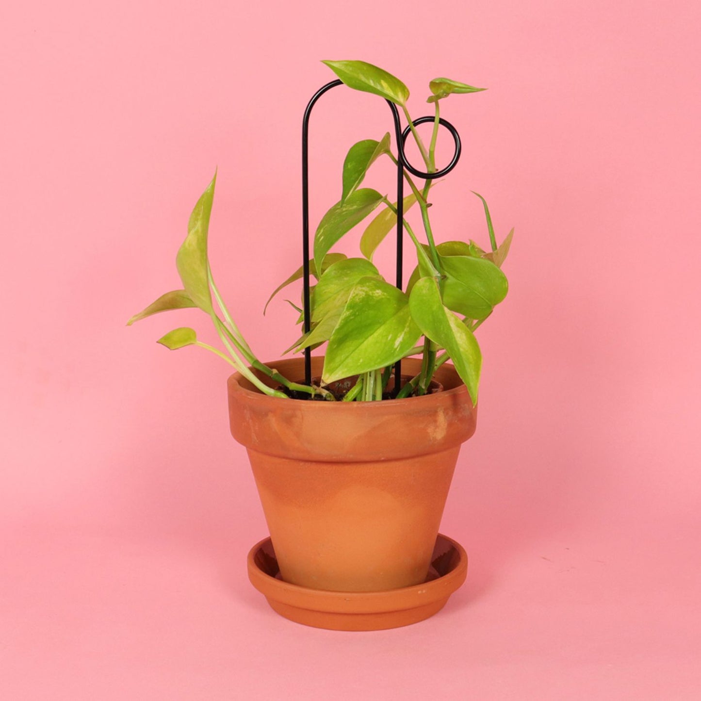 Botanopia 'Bump' Plant Stake, Black with Ivy