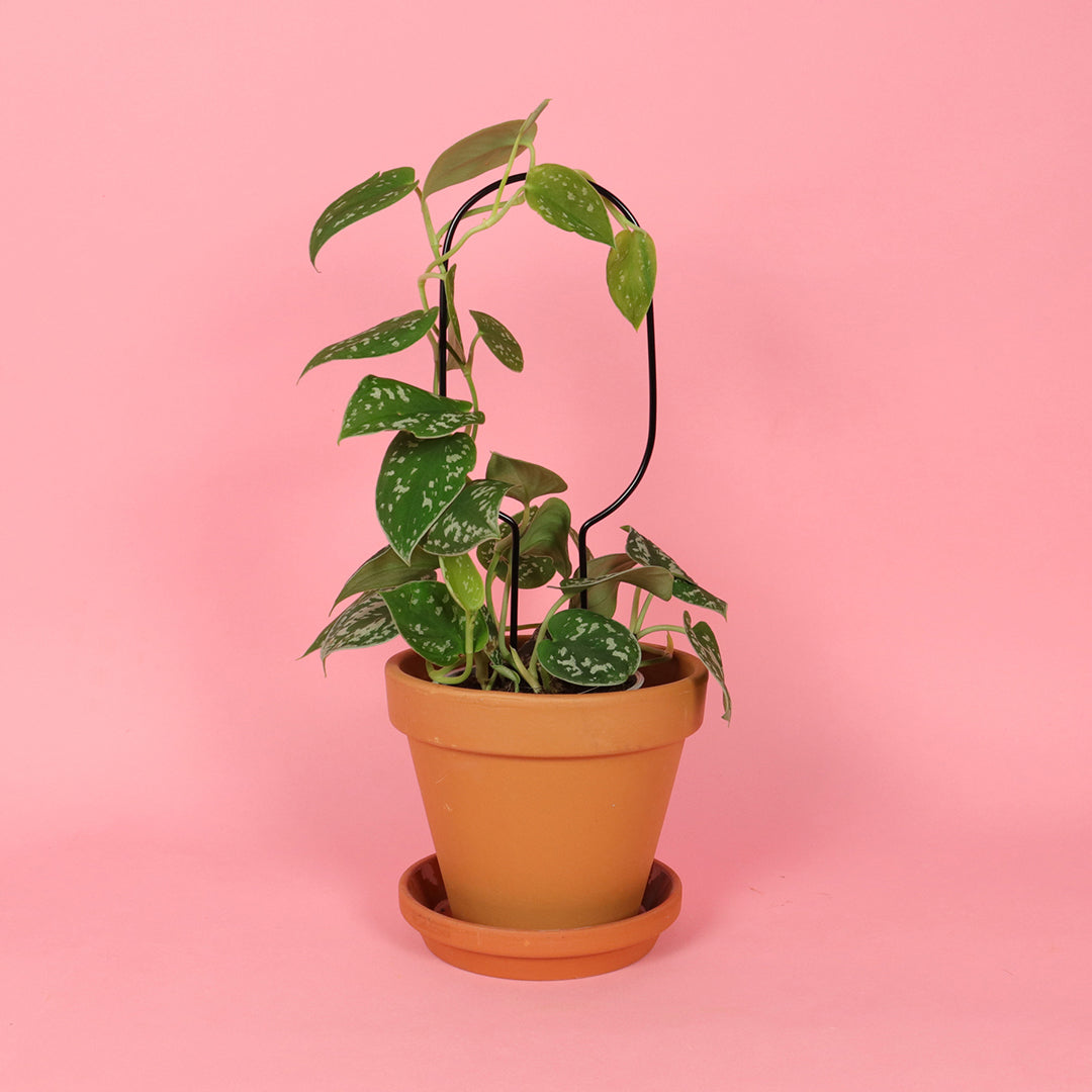Botanopia 'Hoop' Plant Stake, Black with Pothos
