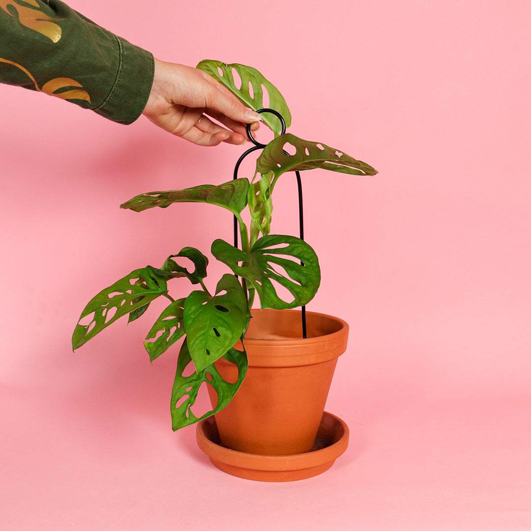 Botanopia 'Pompom' Plant Stake, Black with Plant