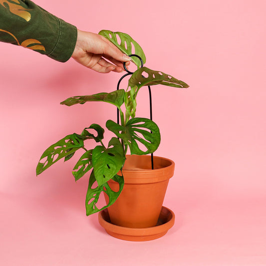 Botanopia 'Pompom' Plant Stake, Black with Plant