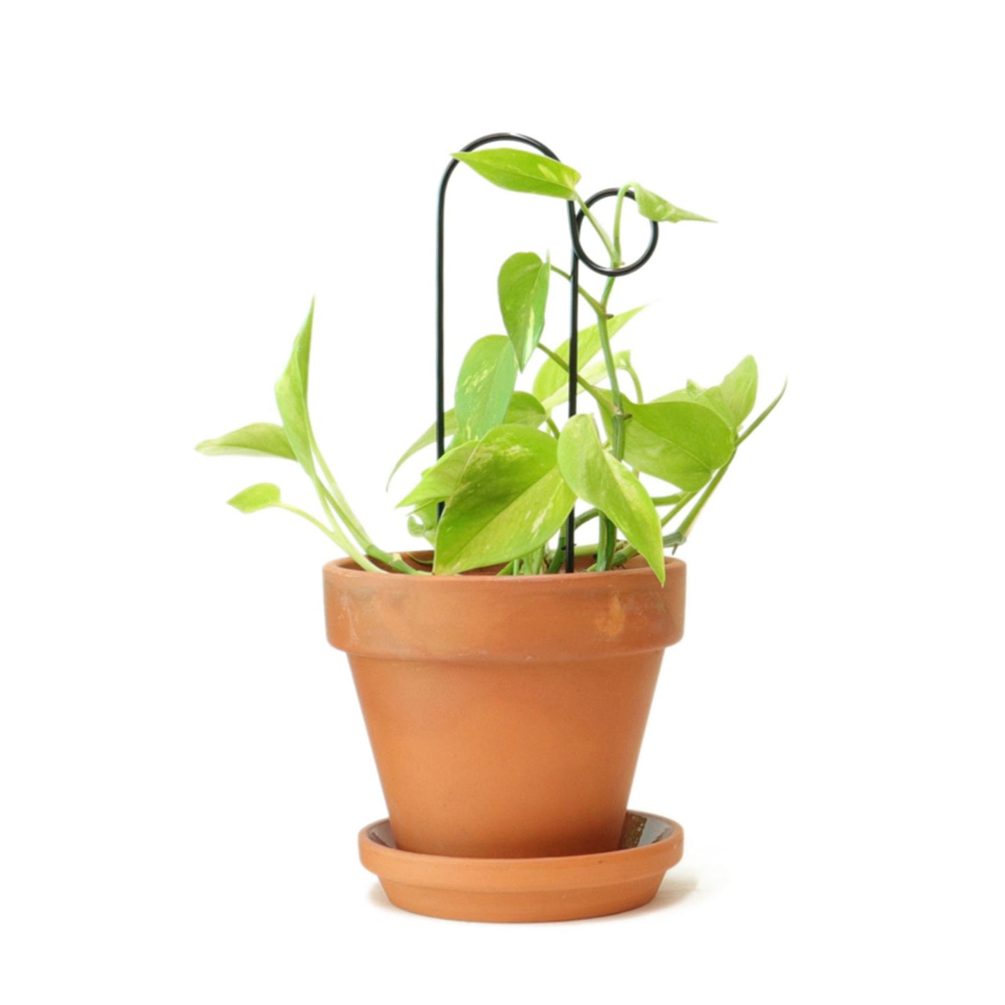 Botanopia 'Bump' Plant Stake, Black with Ivy in Pot
