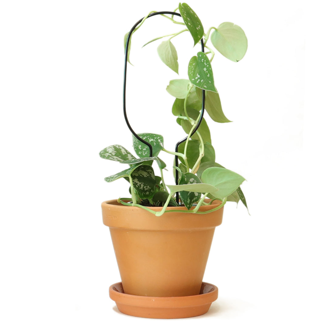 Botanopia 'Hoop' Plant Stake, Black with Pothos in Pot