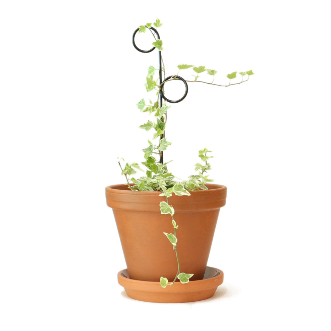 Botanopia Perch Mini Plant Stake, Black in Pot Plant