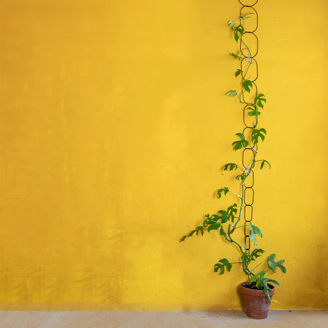 Mini Monstera Growing on Botanopia Brass Climbing Plant Support