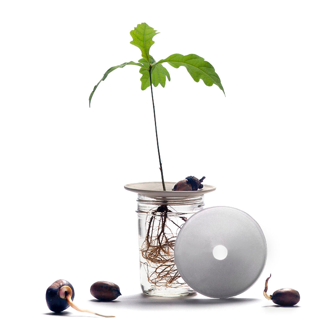 Porcelain Germination & Propagation Plate
