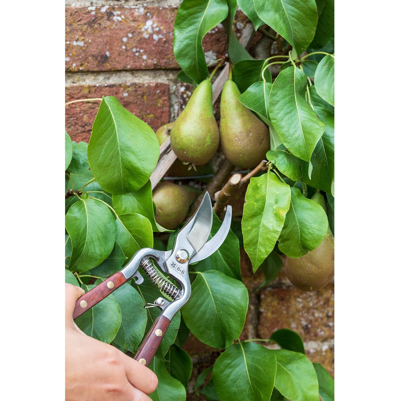The stainless steel of this bypass secateur has been drop forged, a manufacturing process which removes any voids and aligns the grain of the metal for a tool of outstanding strength and enduring sharpness.
