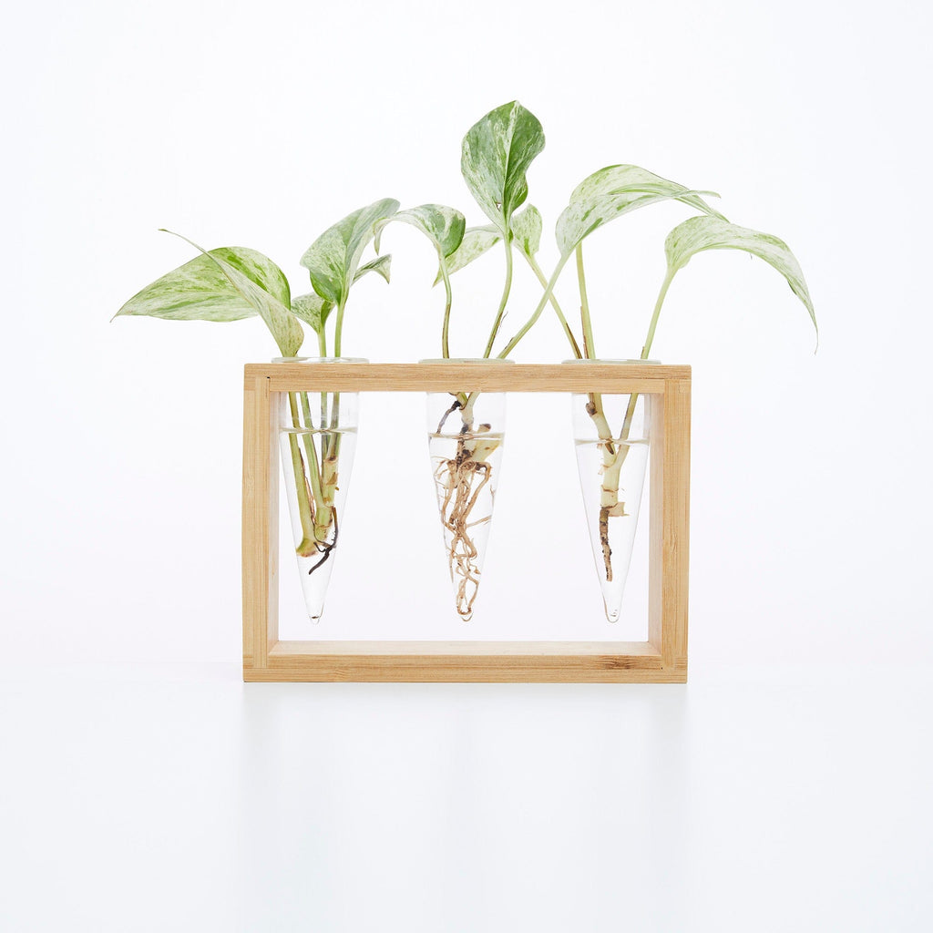 Cup O Flora Proppi 3 Propagation Station with Cuttings