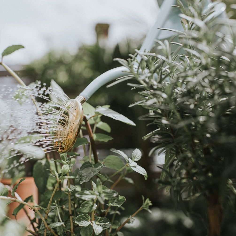 Perfectly balanced with a long curved spout for pinpoint accuracy, a removable oval non-drip brass rose makes this can ideal for watering delicate seedlings, small plants and pots.