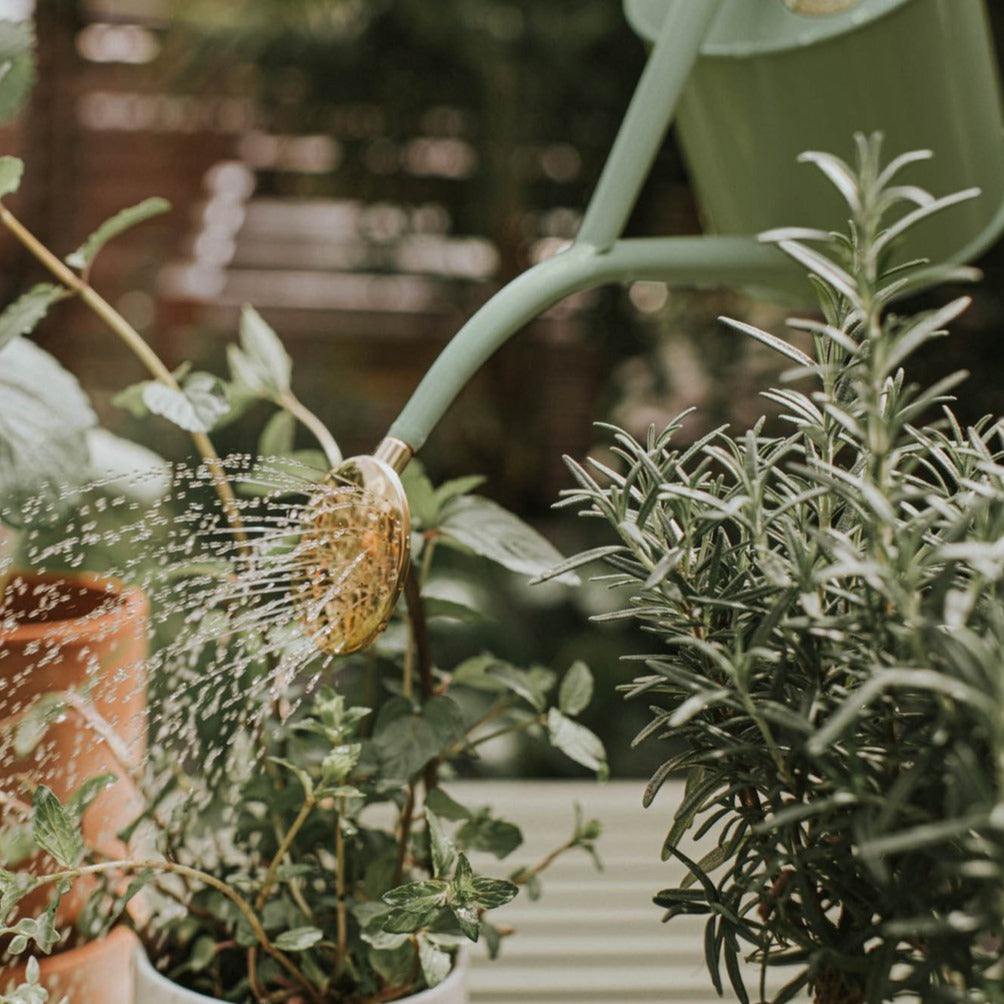 Perfectly balanced with a long curved spout for pinpoint accuracy, a removable oval non-drip brass rose makes this can ideal for watering delicate seedlings, small plants and pots.