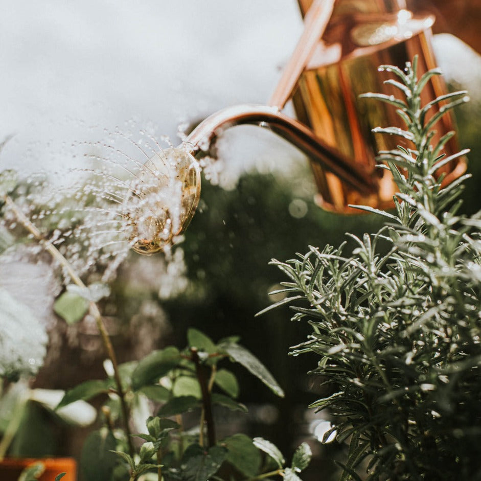 Haws Rowley Ripple Baby Brass Rose on Copper Watering Can
