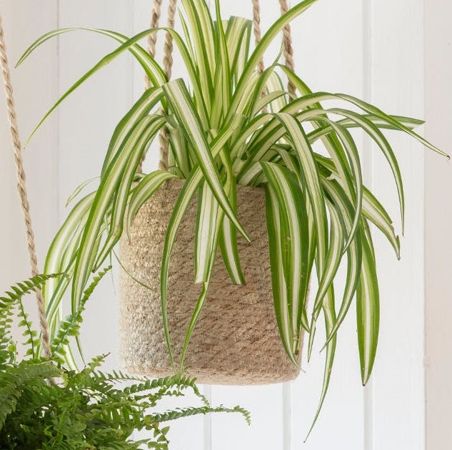 Garden Trading Tall Woven Hanging Pot with Spider Plant
