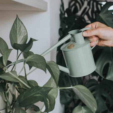 Meet the perfect small watering can for keeping your interior jungle in tip-top condition.