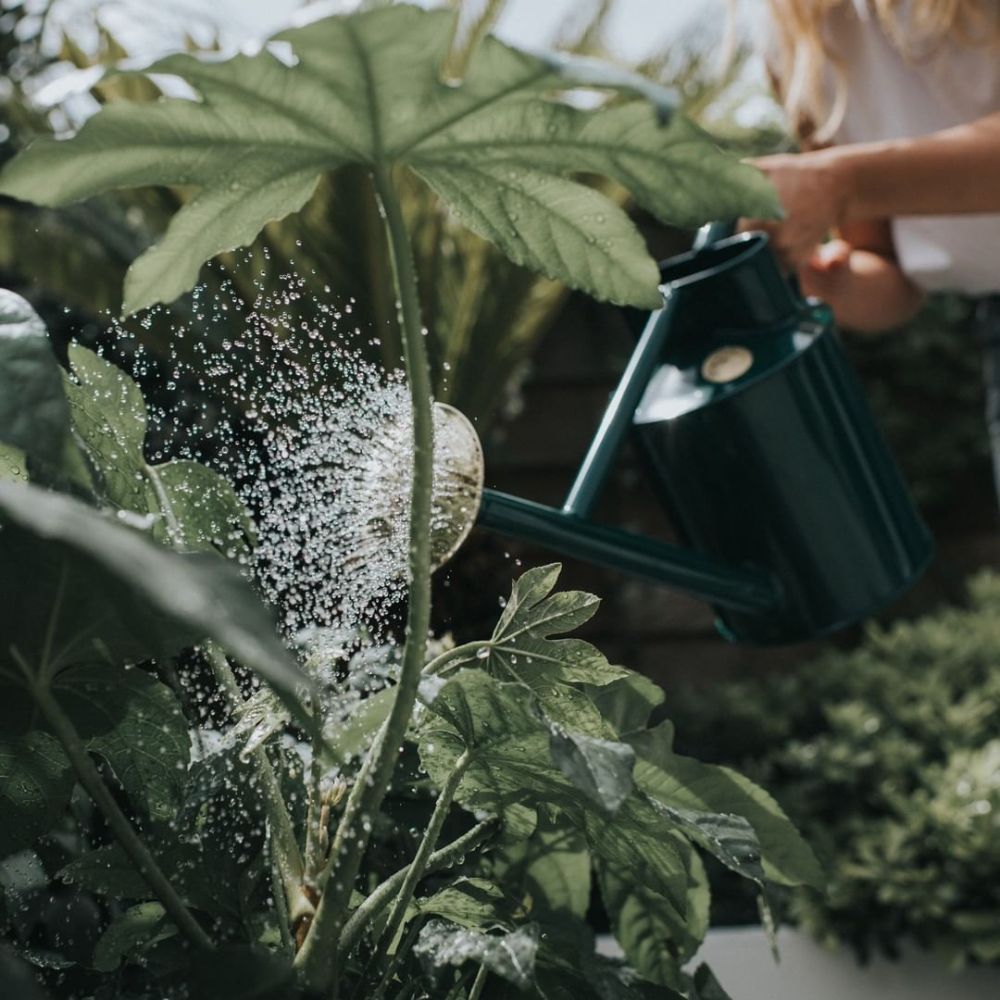 Watering Garden with Haws Traditional Watering Can