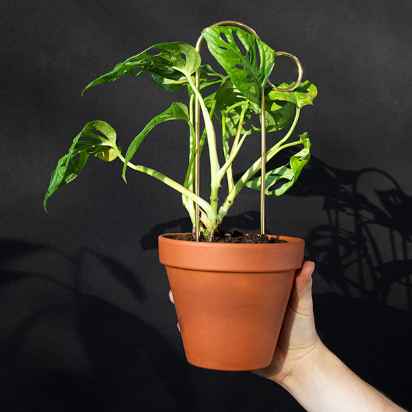 Botanopia 'Bump' Plant Stake, Gold with Plant