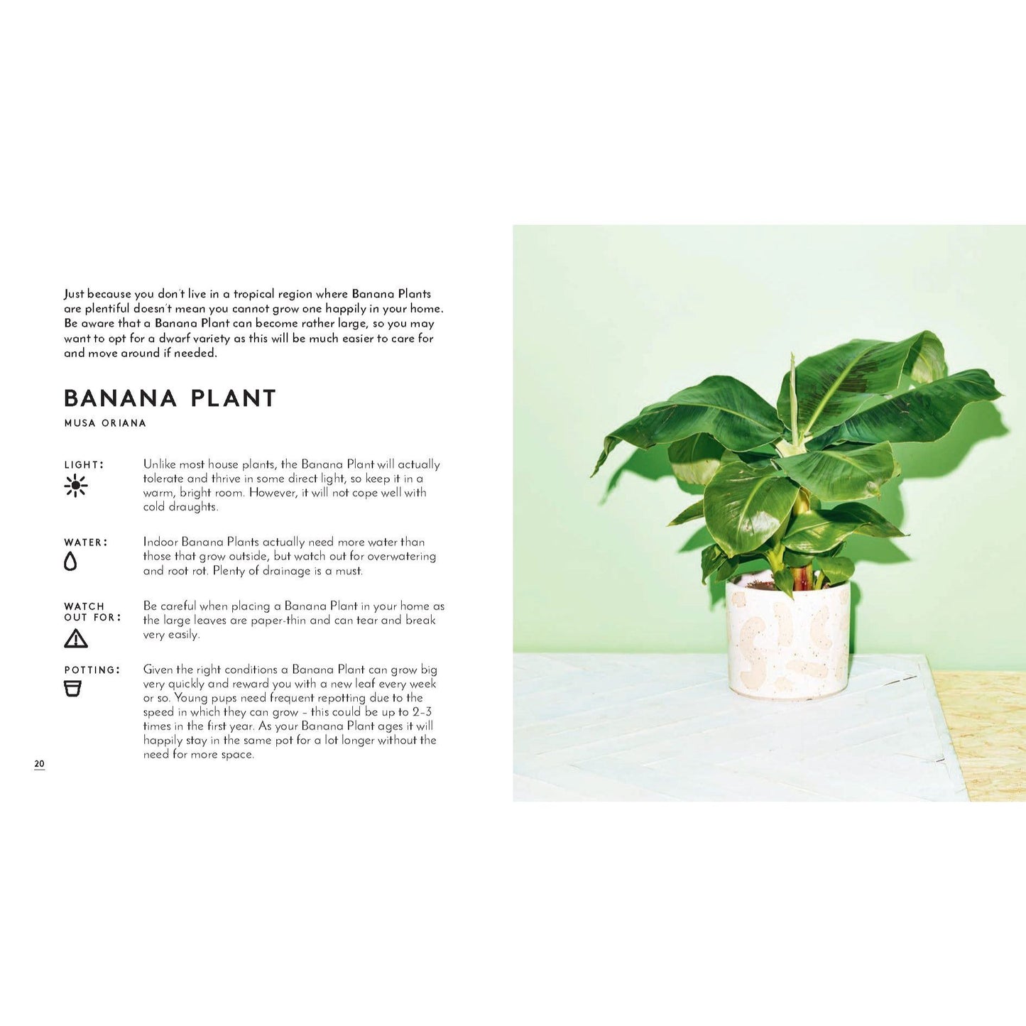 Little Book of House Plants