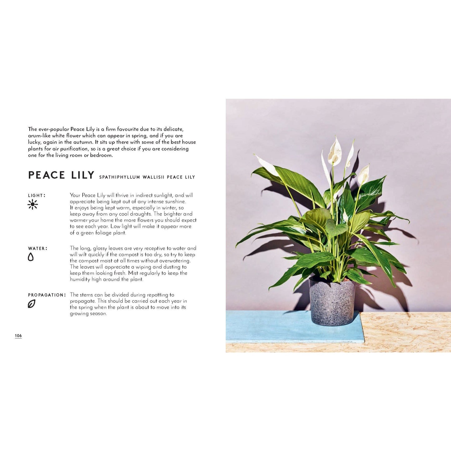 Little Book of House Plants
