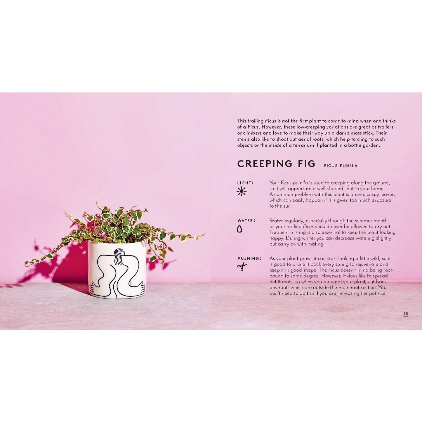 Little Book of House Plants