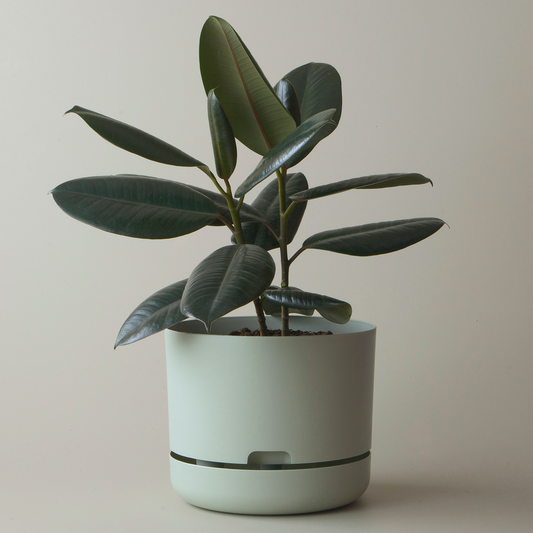 Mr Kitly Selfwatering Plant Pot, Fog