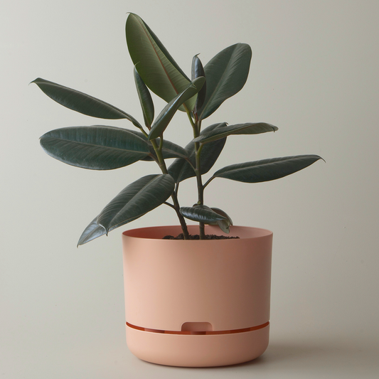 Mr Kitly Selfwatering Plant Pot, Pale Apricot