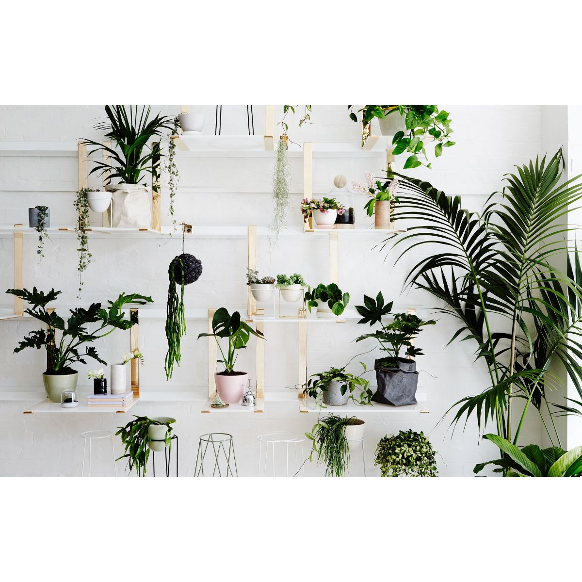 Plant Style Book Plants Photograph