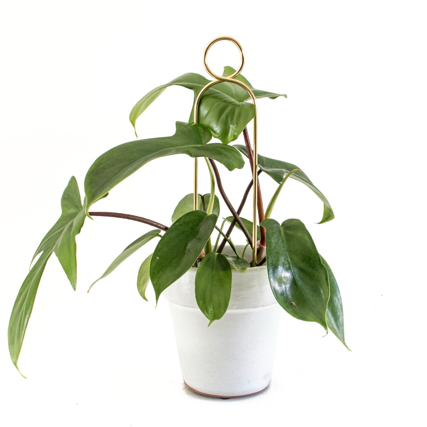 Botanopia 'Pompom' Plant Stake, Gold with Plant in Pot