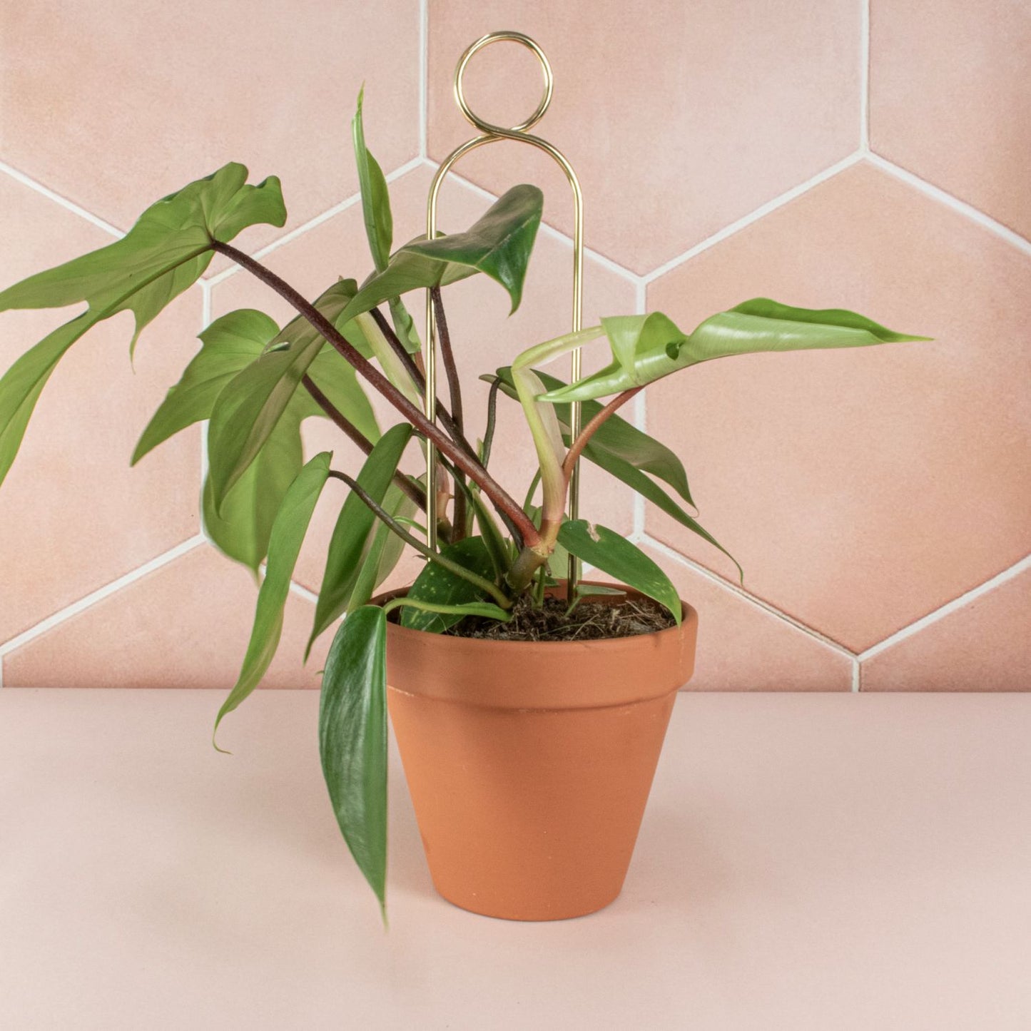 Botanopia 'Pompom' Plant Stake, Gold with Plant