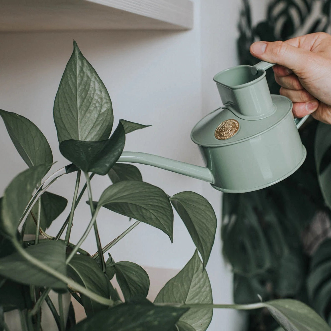 Watering Plants with Haws 'Fazely Flow' Indoor Watering Can in Sage