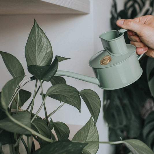 Watering Plants with Haws 'Fazely Flow' Indoor Watering Can in Sage