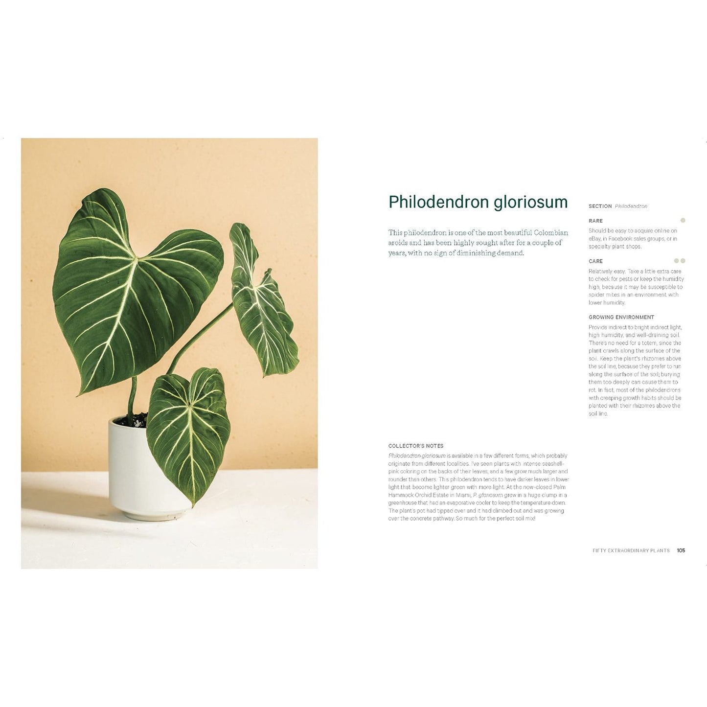 Philodendron gloriosum