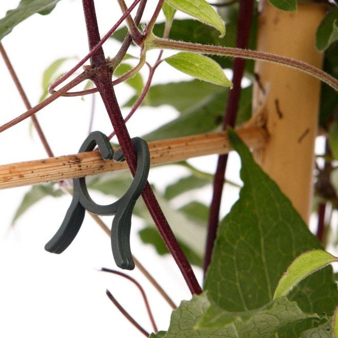 ‘Pinchring' Clips
