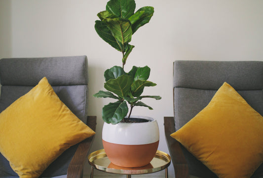 Why is my Fiddle-Leaf Fig dropping leaves?
